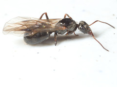 Formica glacialis