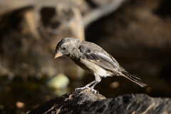 Crithagra leucoptera