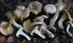 Cantharellus ferruginascens