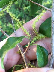 Excoecaria dallachyana