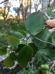 Excoecaria dallachyana