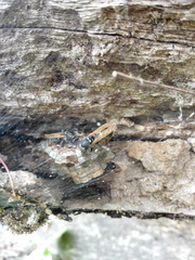 Ropalidia merina