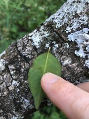 Excoecaria dallachyana