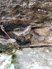 Ropalidia merina