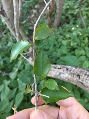 Excoecaria dallachyana