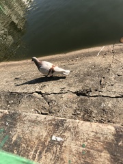 Columba livia domestica