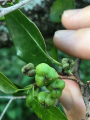 Excoecaria dallachyana