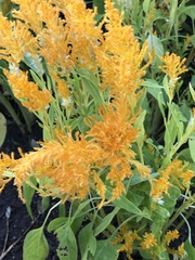Celosia argentea plumosa