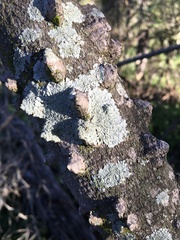 Zanthoxylum brachyacanthum