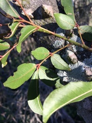Zanthoxylum brachyacanthum
