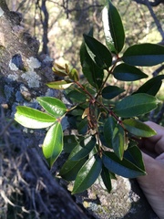 Zanthoxylum brachyacanthum
