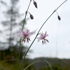 Arthropodium pendulum