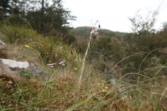 Arthropodium pendulum