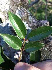 Zanthoxylum brachyacanthum