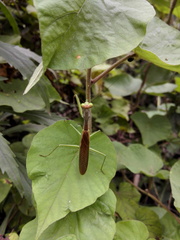 Tarachomantis