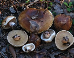 Suillus bellinii