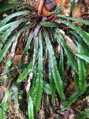 Asplenium attenuatum