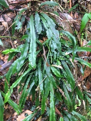 Asplenium attenuatum