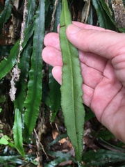 Asplenium attenuatum