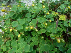 Hypericum nummularium