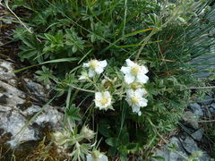 Potentilla alchimilloides