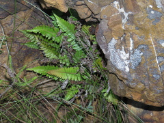 Blechnum australe australe