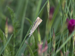Chrysoteuchia culmella