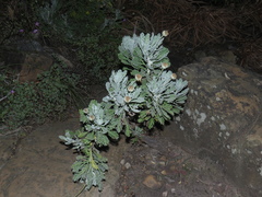 Euryops pectinatus pectinatus