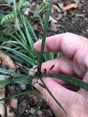 Cyperus tetraphyllus