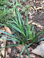Cyperus tetraphyllus