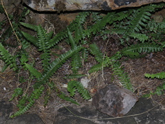 Blechnum australe australe