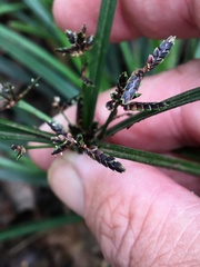 Cyperus tetraphyllus