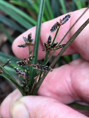 Cyperus tetraphyllus