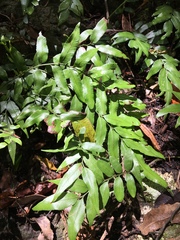 Arthropteris tenella