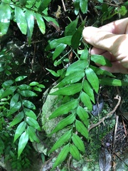 Arthropteris tenella
