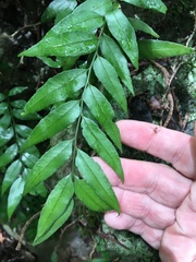 Arthropteris tenella
