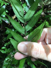 Arthropteris tenella