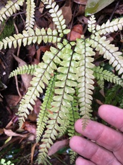Adiantum hispidulum hispidulum