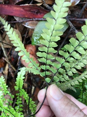 Adiantum hispidulum hispidulum