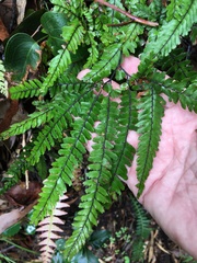 Adiantum hispidulum hispidulum