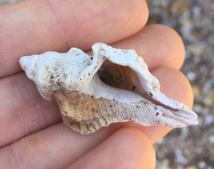 Pterochelus triformis