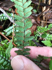 Adiantum hispidulum hispidulum