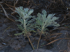 Euryops pectinatus pectinatus