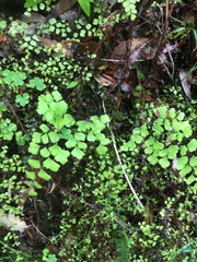 Adiantum atroviride