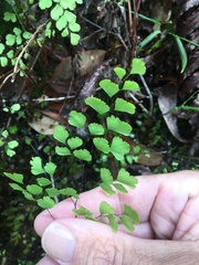 Adiantum atroviride