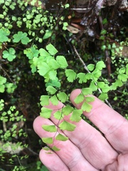 Adiantum atroviride