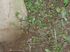 Wimmerella pygmaea