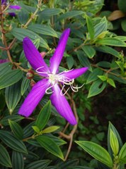 Pleroma semidecandrum