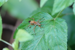 Macromerella honesta