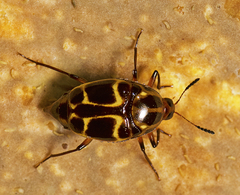 Scaphidiinae
